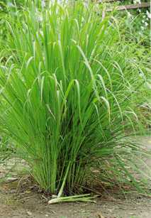 Lemon Grass plant Kępa trawy cytrynowej